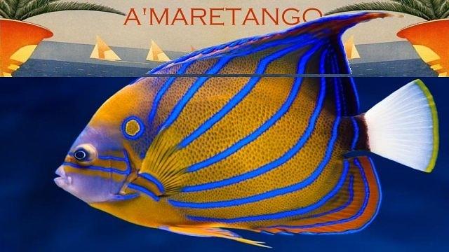 flyer image for AmareTango V encuentro milonguero